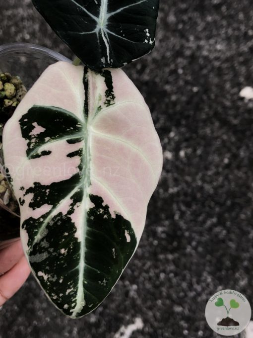 Alocasia Black Velvet Pink Variegated