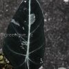Alocasia Black Velvet Pink Variegated