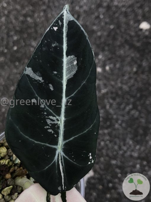 Alocasia Black Velvet Pink Variegated