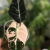 Alocasia Black Velvet Pink Variegated