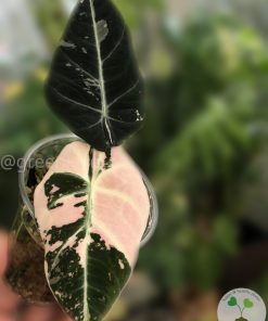 IMG_2934(1) Alocasia Black Velvet Pink Variegated
