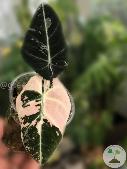 Alocasia Black Velvet Pink Variegated