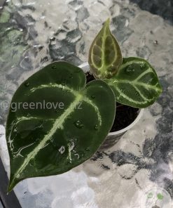 IMG_2962 Anthurium Crystallinum X Forgetii - A