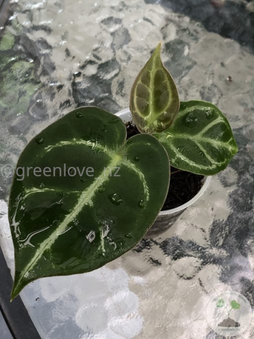 Anthurium Crystallinum X Forgetii - A