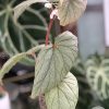 Begonia Sinbad - A