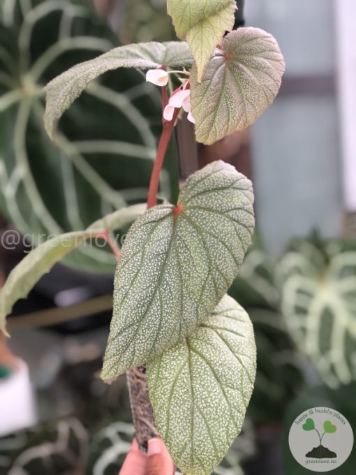 Begonia Sinbad - A