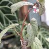 Begonia Sinbad - A