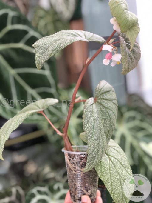 Begonia Sinbad - A
