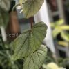 Begonia Sinbad - A