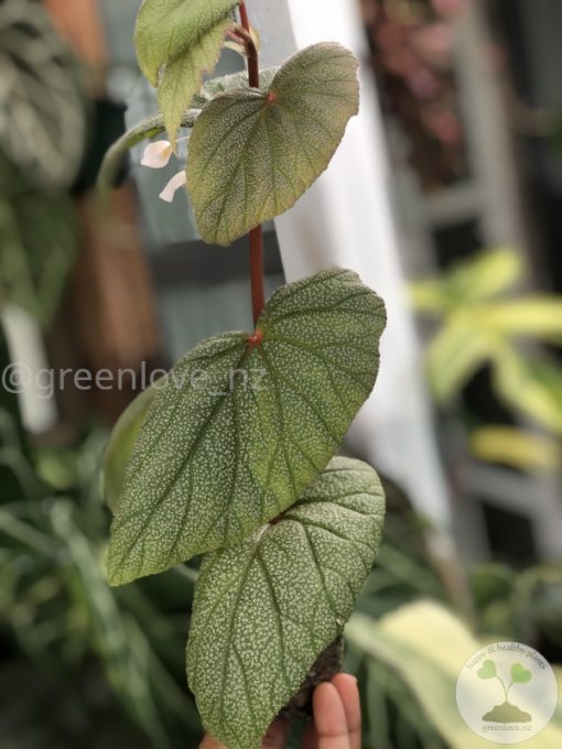 Begonia Sinbad - A