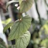 Begonia Sinbad - A