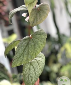 IMG_2974 Begonia Sinbad - A