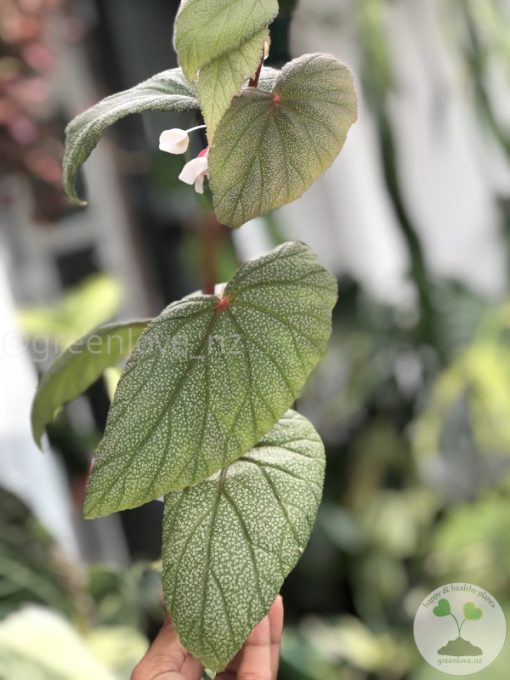 Begonia Sinbad - A