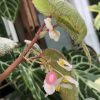 Begonia Sinbad - A
