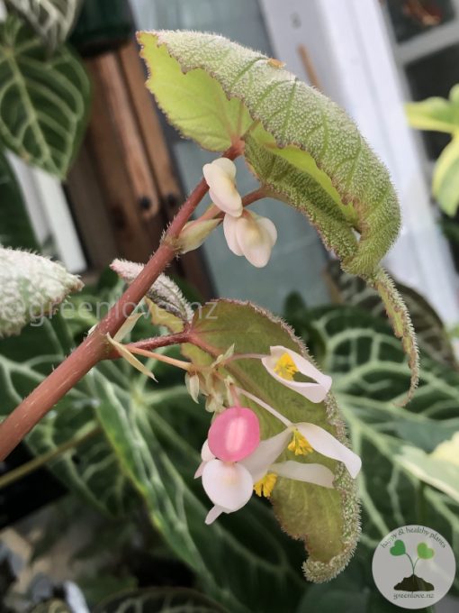 Begonia Sinbad - A