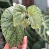 Begonia Sinbad - C