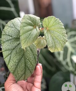 IMG_2976 Begonia Sinbad - C