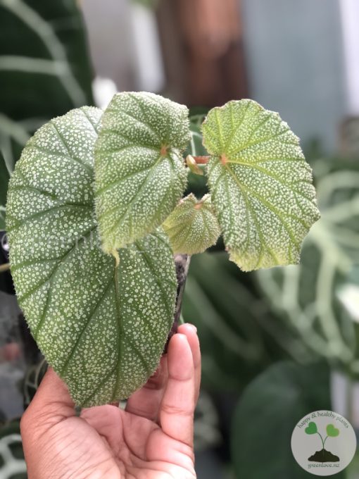 Begonia Sinbad - C