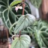 Begonia Sinbad - B