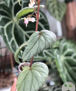 IMG_2979 Begonia Sinbad - B