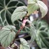 Begonia Sinbad - B