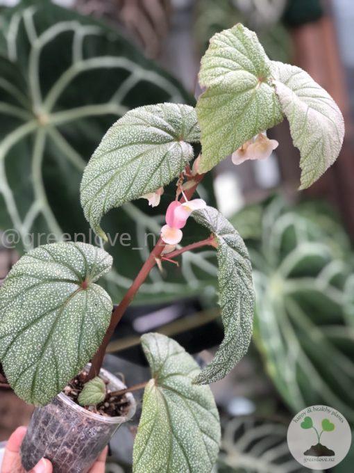 Begonia Sinbad - B