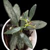 Rare Hoya Lima silver