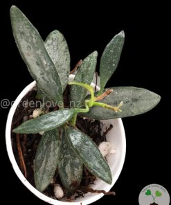 Rare Hoya Lima silver
