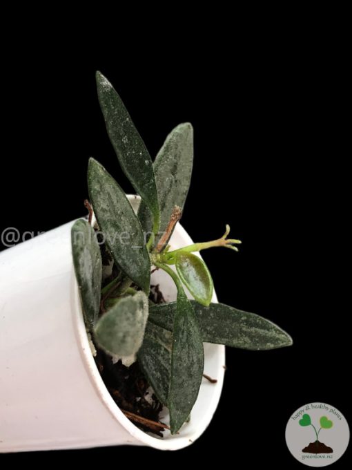 Rare Hoya Lima silver