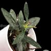 Rare Hoya Lima silver