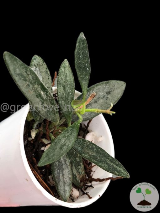 Rare Hoya Lima silver