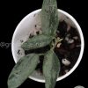 Rare Hoya Lima silver