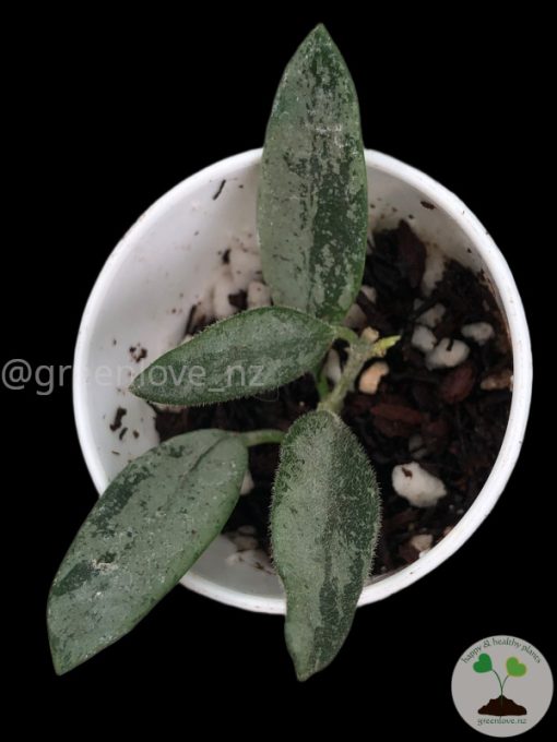 Rare Hoya Lima silver
