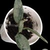 Rare Hoya Lima silver
