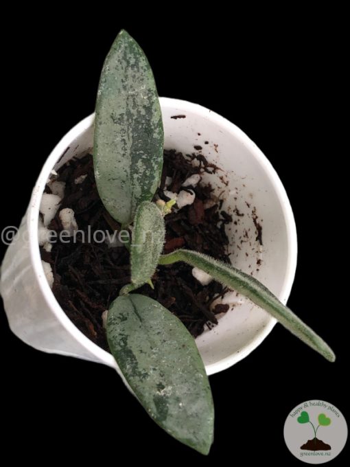 Rare Hoya Lima silver