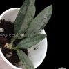 Rare Hoya Lima silver
