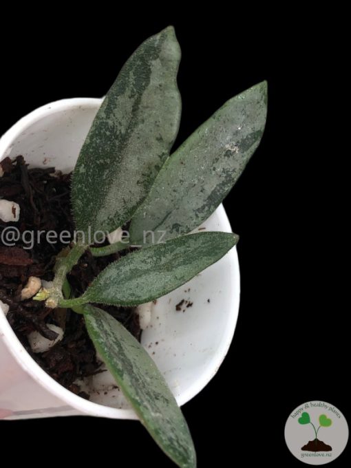 Rare Hoya Lima silver