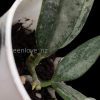 Rare Hoya Lima silver