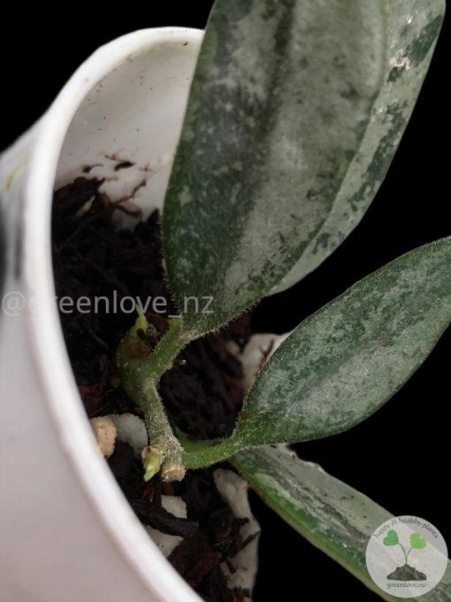 Rare Hoya Lima silver
