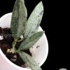 Rare Hoya Lima silver