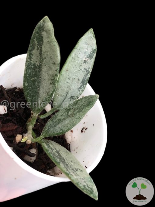 Rare Hoya Lima silver