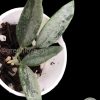Rare Hoya Lima silver
