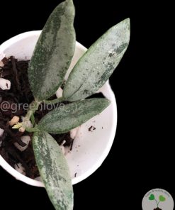 Rare Hoya Lima silver