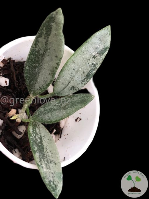 Rare Hoya Lima silver