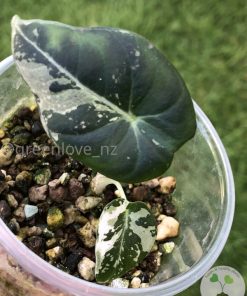 IMG_3662 Variegated Alocasia Dragon Scale Albo - B