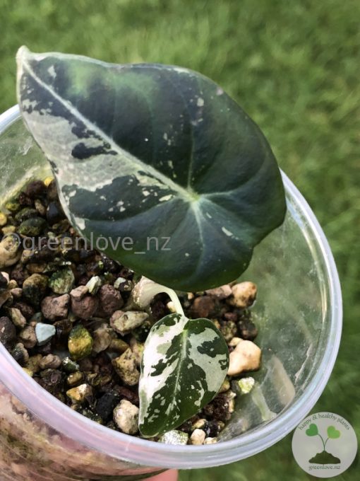 Variegated Alocasia Dragon Scale Albo - B