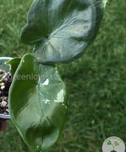 IMG_3668 Alocasia Black Stem variegated
