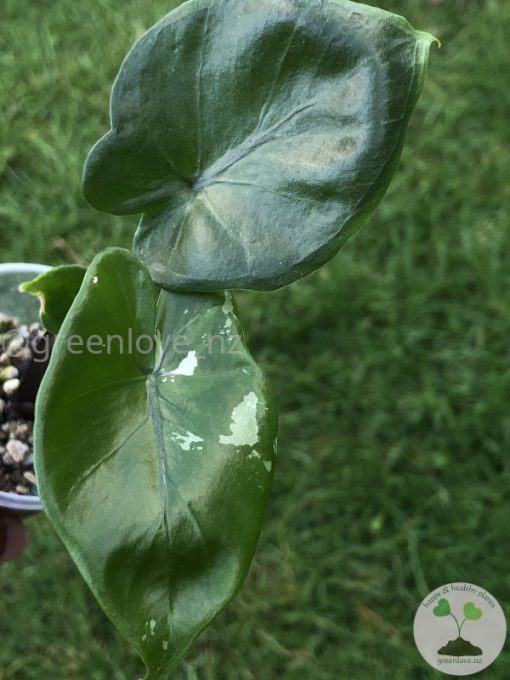 Alocasia Black Stem variegated