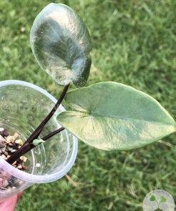 IMG_3677 Alocasia Black Stem