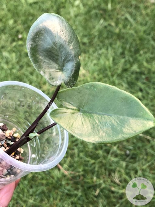 Alocasia Black Stem